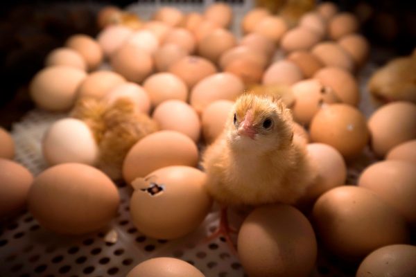 واردات هفتگی 3 تا 5 میلیون تخم مرغ نطفه دار گوشتی/ مرغ مهره ماه ارزان می‌شود