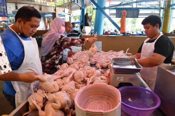 کمبود مرغ در مالزی و توقف صادرات!